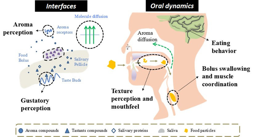 Science Research of Food Sensation: Challenges and Possibilities